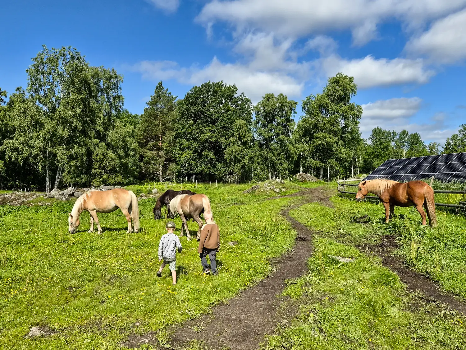 Barn i hästhage